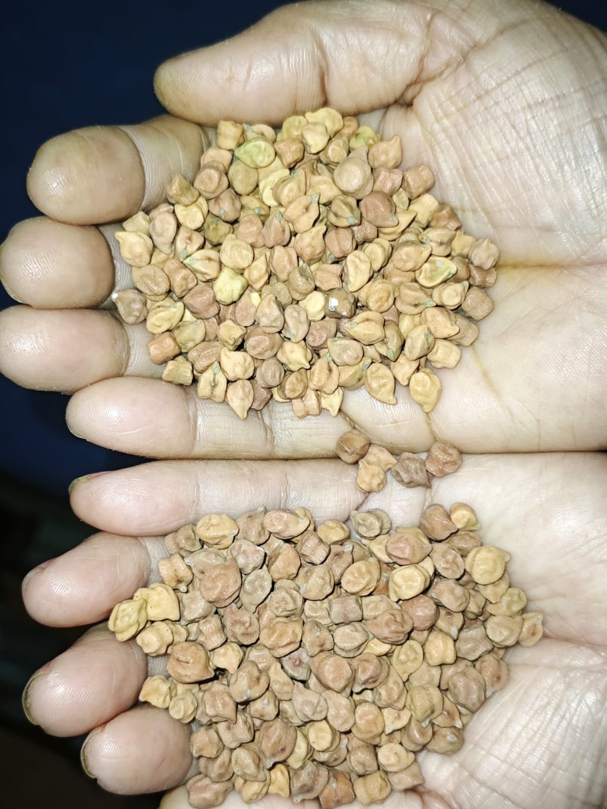 Bihari Black Chana